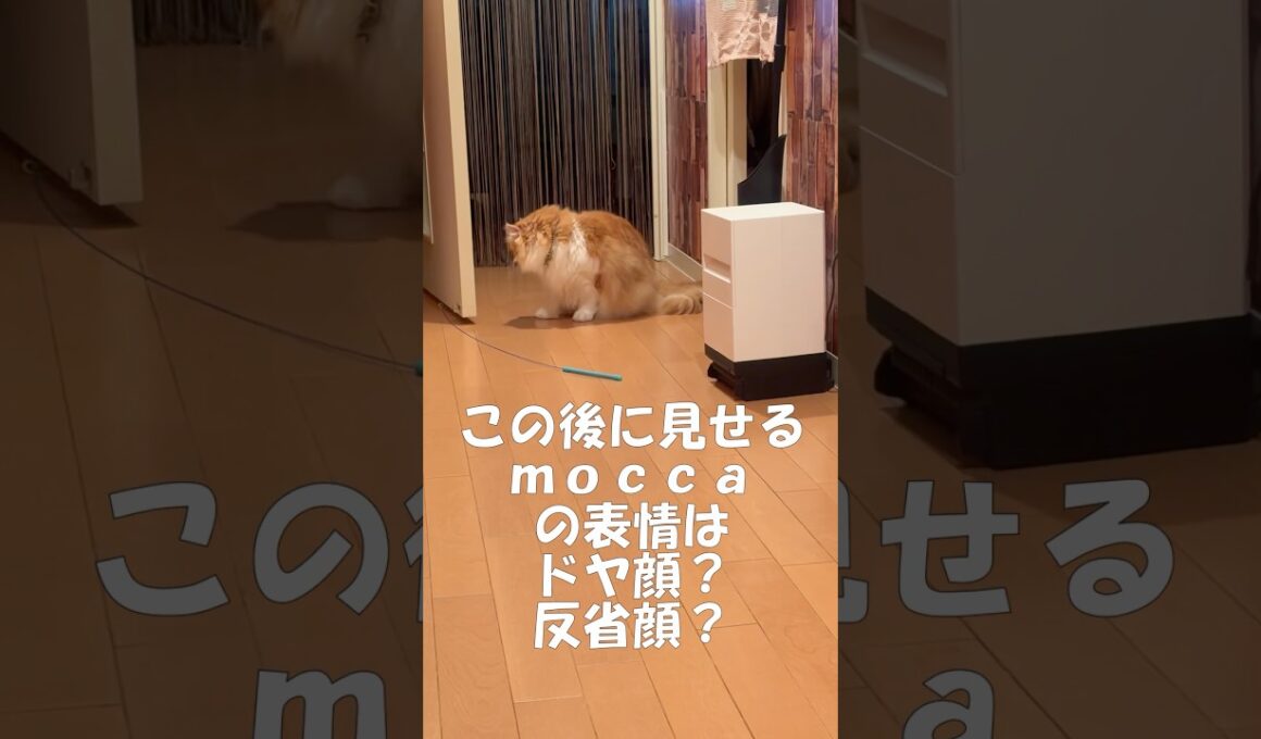 少し困り顔な猫 #cat #好きな子猫 #アメリカンカール