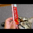 【保護猫】真夏に子猫を保護して１年経ったのでうちの子記念日しました