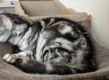良い寝床でくるっと丸くなって寝る猫のクレアさん #cats