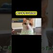 メンテナンスDAY #猫 #おもしろ #アテレコ #ニャンチューバーつくし