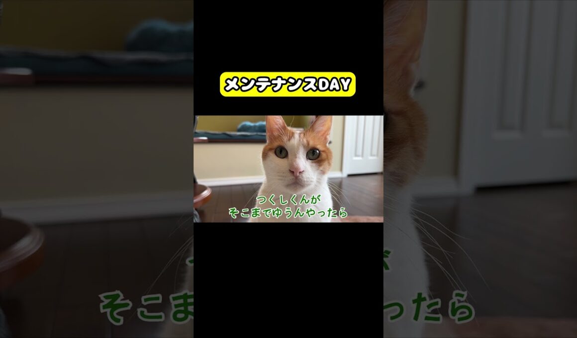 メンテナンスDAY #猫 #おもしろ #アテレコ #ニャンチューバーつくし