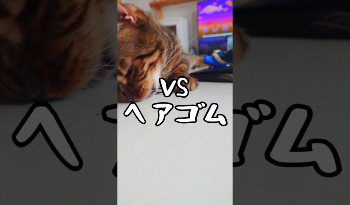 【VSシリーズ】VSヘアゴム #猫 #猫動画 #ベンガル #cat #fyp #shorts #short