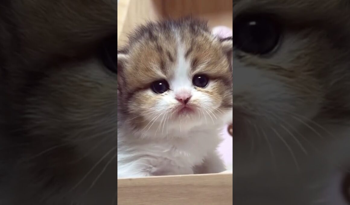 かわいいこねこちゃんまとめました