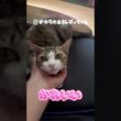 目力のあるレディちゃん！アイシャドウ＾＾  #保護猫 #あま猫 #ネコ #猫とおじさん