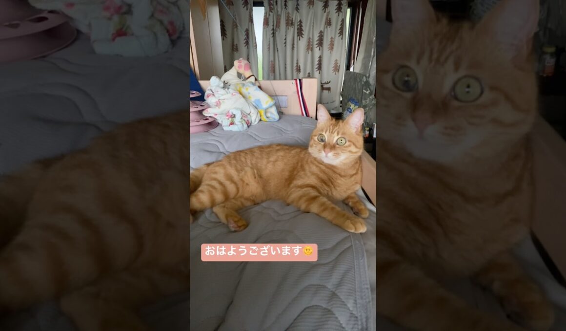 #shorts #猫shorts #catshorts #fyp #おすすめ #猫 #子猫 #cat #catlover #癒し #かわいい #猫のいる暮らし #猫好きさんと繋がりたい #癒しの猫時間