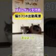 20260705メインクーンだけの【猫カフェの出勤風景】#cat #cooncat #mainecat #もふもふ