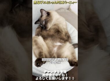 仰向けがデフォルトになった猫 #保護猫 #猫のいる生活 #猫好きさんと繋がりたい #猫のいる暮らし #cat #ねこ＃シャムミックス＃shorts＃オリジナル曲＃ライブ