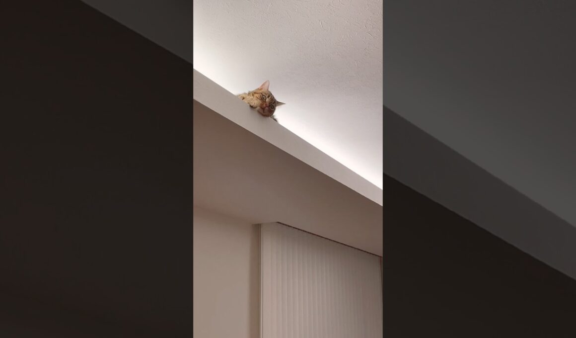 【顔怖いて】ご飯出たら猫バス化するマンチカン。