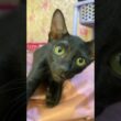 Kitten Tries to Climb Into a Sandal #cute #kitten #shorts