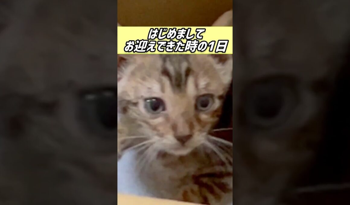 はじめましてお迎えできた時の宇宙一かわいい子猫と飼い主の1日（子猫時代）#cat