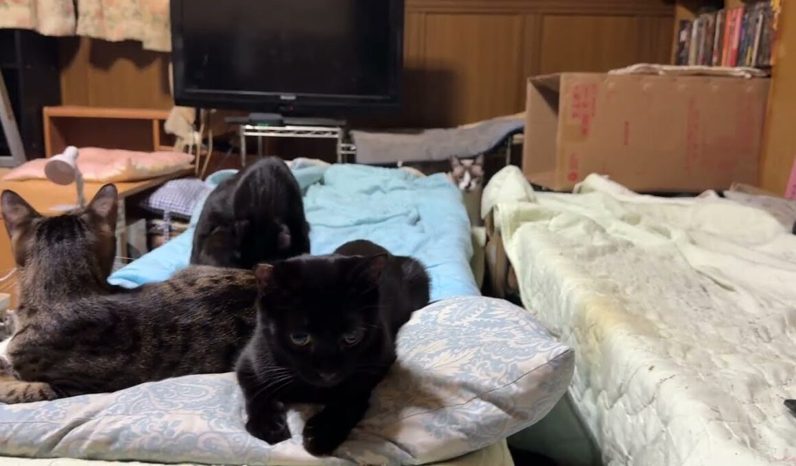 シャムの雫ちゃん「あっちのコットは、キジシロのルルと黒猫くー、黒夢。でも、こっちのコットは独り占め。でも、一人じゃ恥ずかしいから」