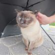 先に帰ったお友達を待つシャム猫ちゃんに傘を貸してあげる