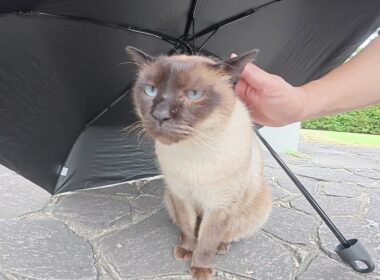 先に帰ったお友達を待つシャム猫ちゃんに傘を貸してあげる