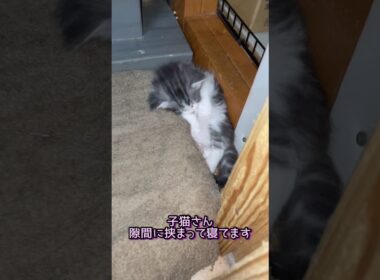 どこで寝てるの😅#ノルウェージャンフォレストキャット #norwegianforestcat#子猫 #cat