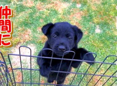 【野犬　子犬　子猫】子グマじゃないよ。一緒に遊びたいけれど仲間に入れない子犬。
