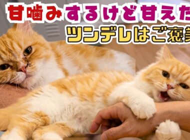 ブリーダー崩壊から保護のラガマフィン？は甘噛み＆へそ天で甘えるツンデレ猫（保護猫カフェキャットスペース）中崎町Cute Tsundere Cat: Love Bites & Belly Rubs
