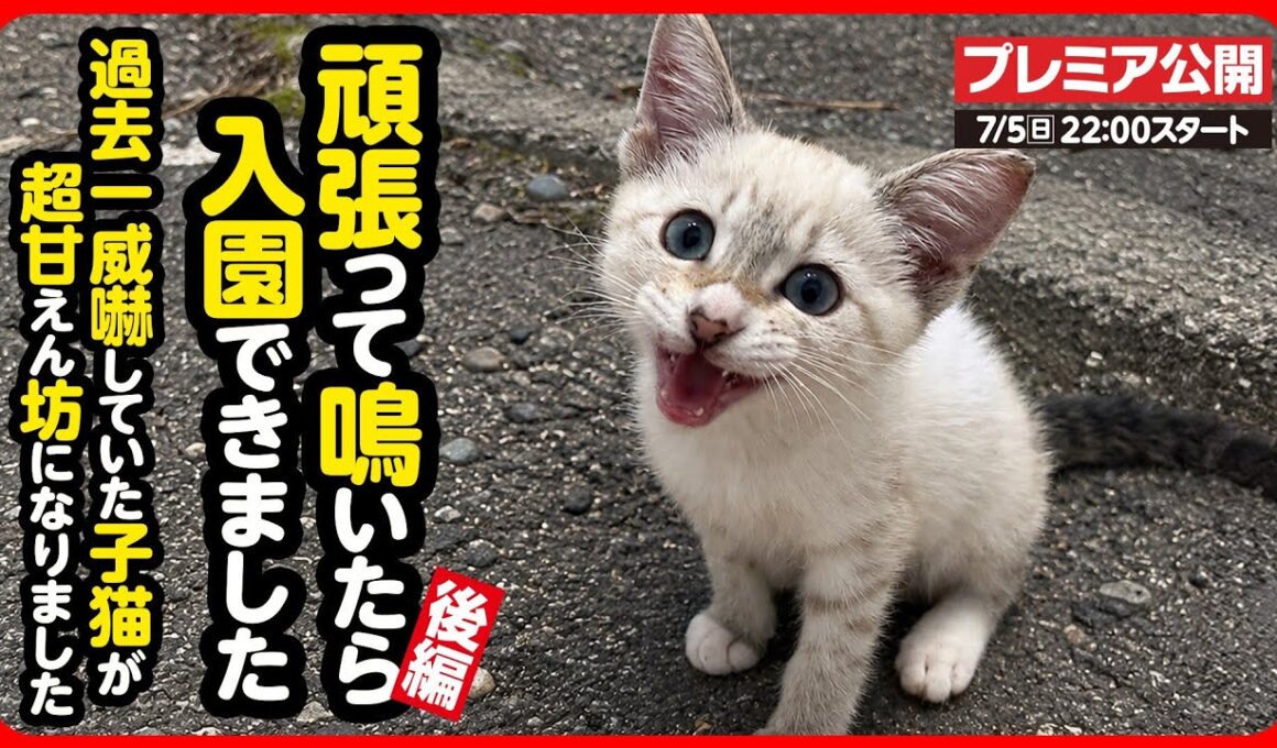 【子猫 保護】威嚇と猫パンチだった子猫が…超絶甘えん坊になりました【後編】