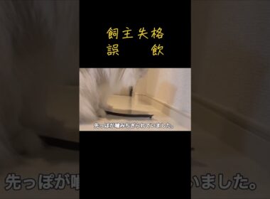 【誤飲】飼主失格 #shorts #ペルシャ猫 #誤飲 #猫のいる暮らし #猫の病気