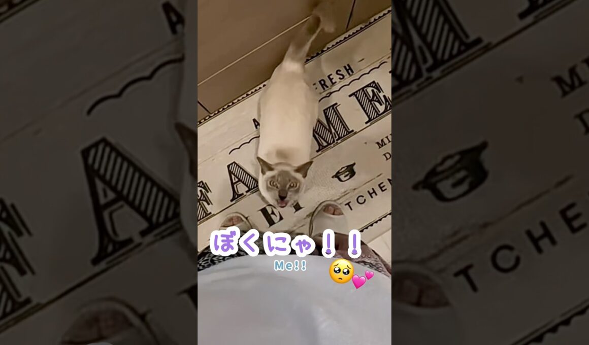 ラーメンより先に抱っこして！な甘えん坊猫🥹🐾