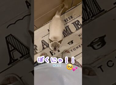 ラーメンより先に抱っこして！な甘えん坊猫🥹🐾