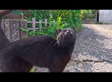 猫島の道路脇で寝転ぶ黒猫ちゃんがかわいすぎた