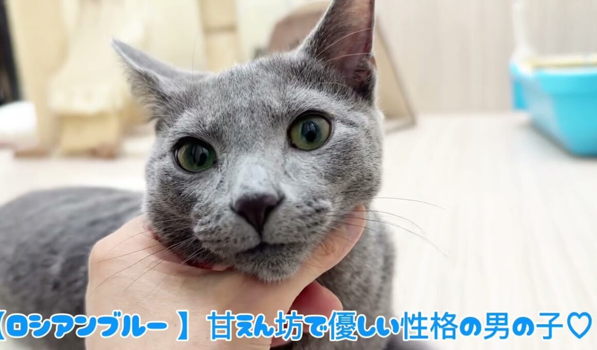 【 ロシアンブルー 】甘えん坊で優しい性格の男の子♡