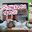 自由気ままに生きているスフィンクス猫チャイとハチワレ猫のHOTな日常