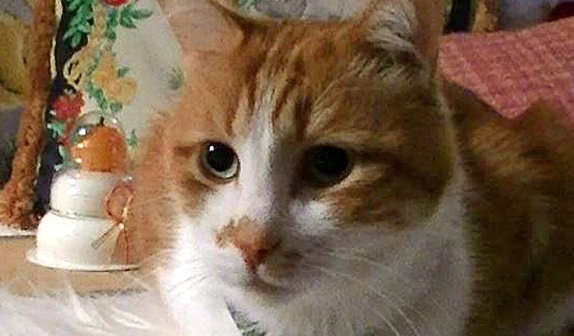 日本からクリスマスプレゼントがあーにゃんに届く！♥♥猫との会話を楽しむ動画 Conversation with a talking cat