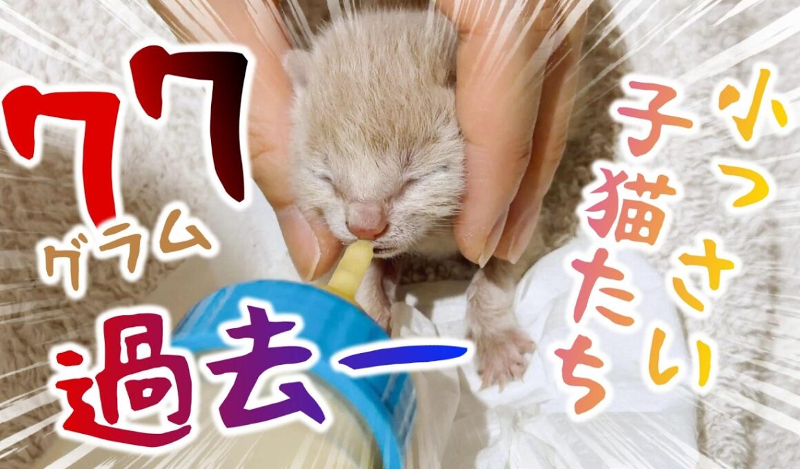 胎盤とへその緒が付いた乳飲み子を緊急で保護しました！ミルクを飲まないらしいが・・・　【保護猫生活1日目】