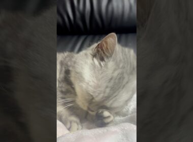 一生懸命顔を洗う短足猫！ #shorts