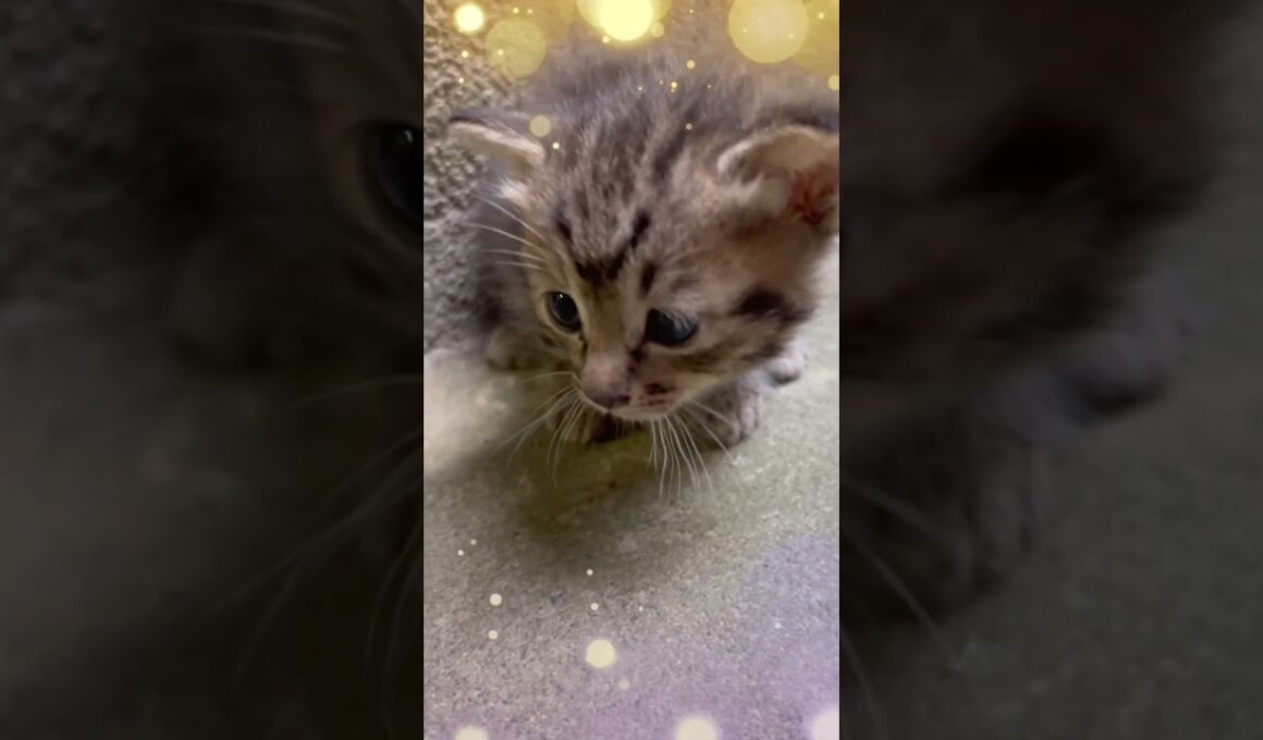 CS861  ヨチヨチ歩きの子猫 #子ネコ #kitten