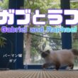 バーマン猫ガブとラフ【ガブとラフ】Gabriel and Raphael（バーマン猫）Birman/Cat