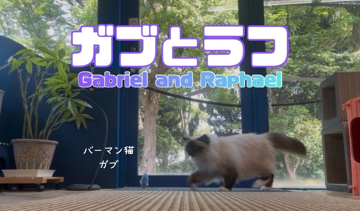 バーマン猫ガブとラフ【ガブとラフ】Gabriel and Raphael（バーマン猫）Birman/Cat