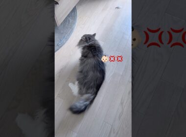 寝起きで塩対応の猫🐱 #ノルウェージャンフォレストキャット #大型猫 #猫のいる暮らし