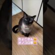 ちょこさん😺オノコロ草大好き😻 #シャム猫 #たぬき猫 #ねこのいる生活