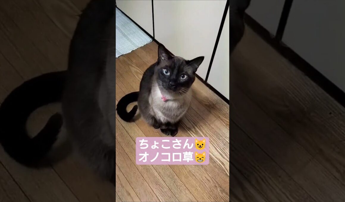 ちょこさん😺オノコロ草大好き😻 #シャム猫 #たぬき猫 #ねこのいる生活
