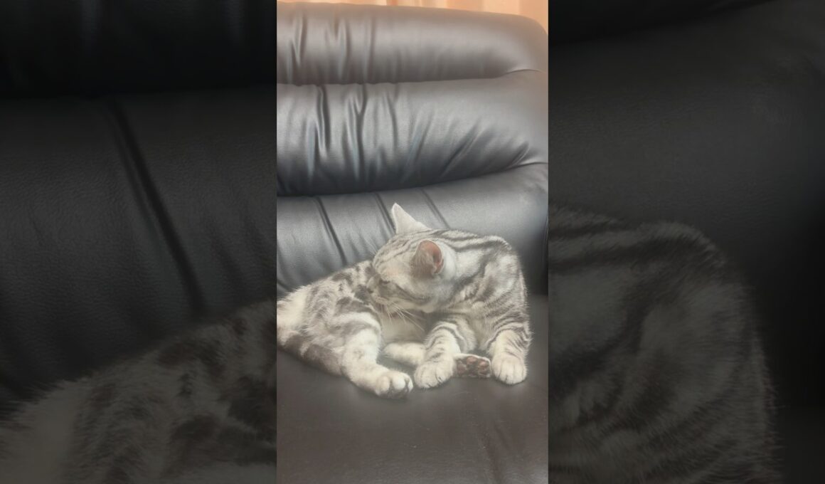 毛づくろい中の猫！ #shorts