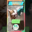 苦手すぎ #保護猫 #cat #子猫 #youtubeshorts