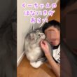 帰ってきた少年を玄関で出迎える大型猫#shorts