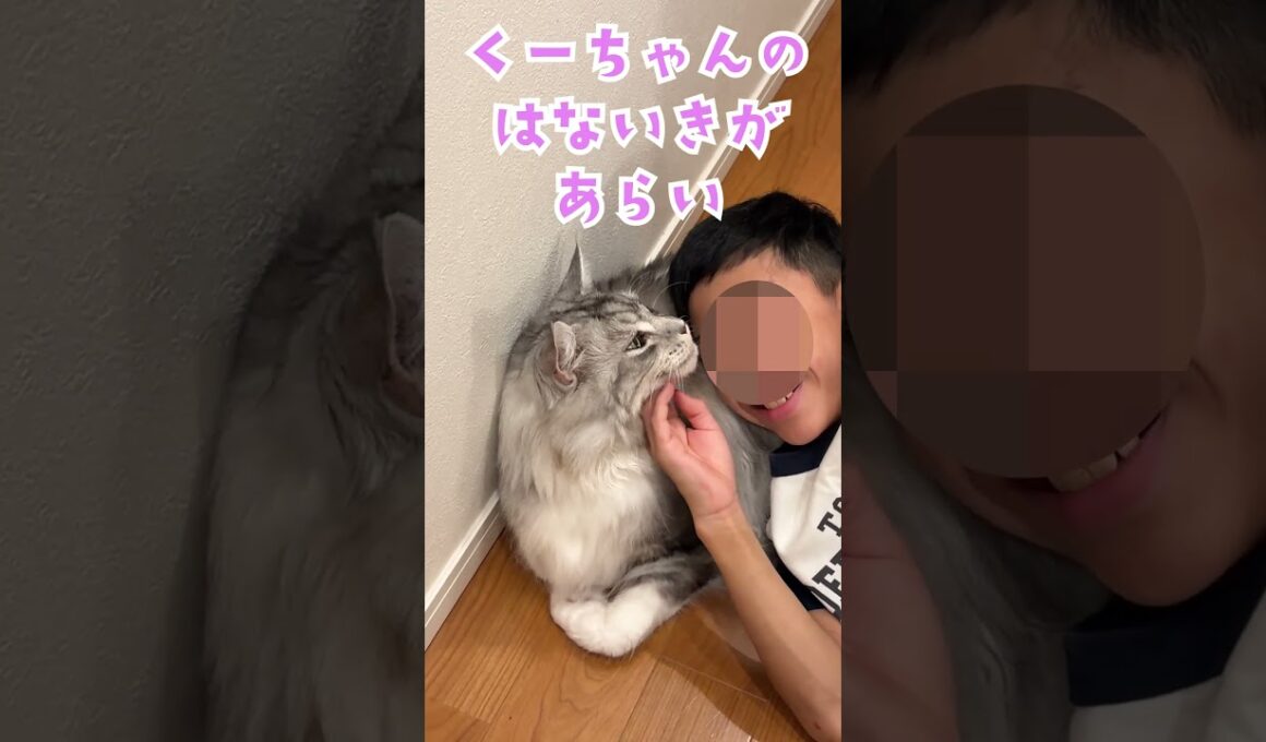 帰ってきた少年を玄関で出迎える大型猫#shorts