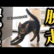 保護した子猫が隔離部屋から脱走をかますようになり困り果ててます