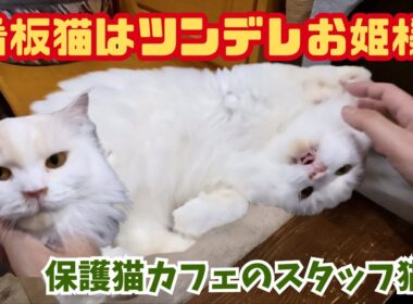 ツンデレラガマフィンは保護猫カフェの看板猫振り回される喜びの猫好き達　繁殖場からのレスキューThe queen-like Ragdoll is the cat cafe's signature cat
