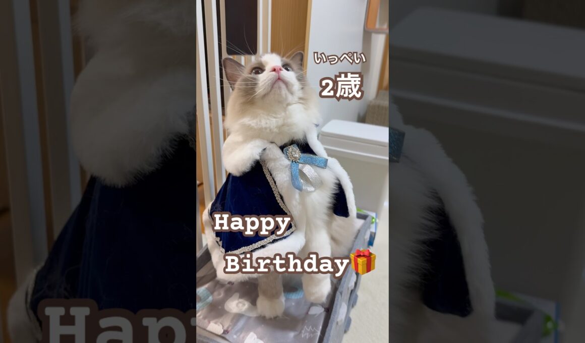 今日はいっぺいの2歳のお誕生日🎉おめでとう🥰💓🎂🎁✨#ラグドール #猫好きさんと繋がりたい #猫のいる暮らし #ねこ動画