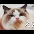 【大惨事】信じ難いくらい不器用で愛おしすぎるラグドール子猫😺🍚✨️
