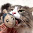 【日常✨】大好きなお魚さんが帰ってきた！！！ノルウェージャンフォレストキャットとターキッシュアンゴラ