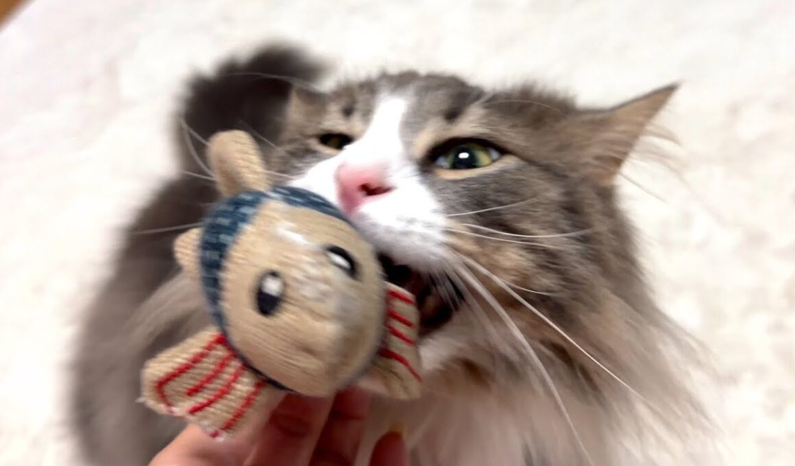 【日常✨】大好きなお魚さんが帰ってきた！！！ノルウェージャンフォレストキャットとターキッシュアンゴラ