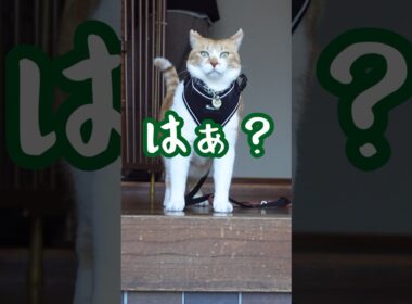 猫のイラついた顔がこちら 【出陣シリーズ】#元野良猫チャチャ #cat #ねこ #猫 #猫武将 #猫侍 #ねこさんぽ #shorts