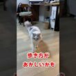 猫が足を引きずる場合の対処方法 #ねこ #cat  #子猫