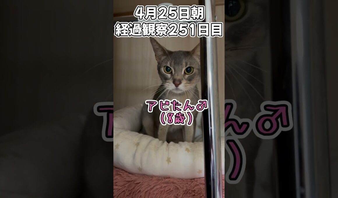 ハルのFIP闘病記 投薬治療終了! 経過観察251日目 #shorts #猫 #子猫