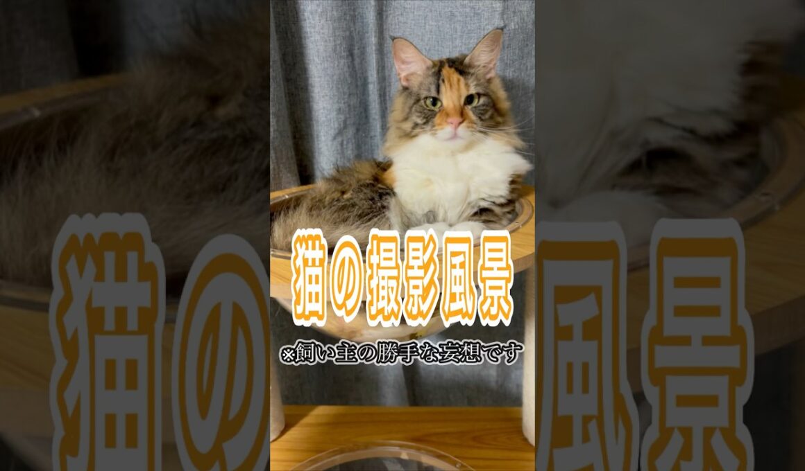 《メインクーン》猫のモデルの撮影ってどんな感じで撮るんだろう？🐾